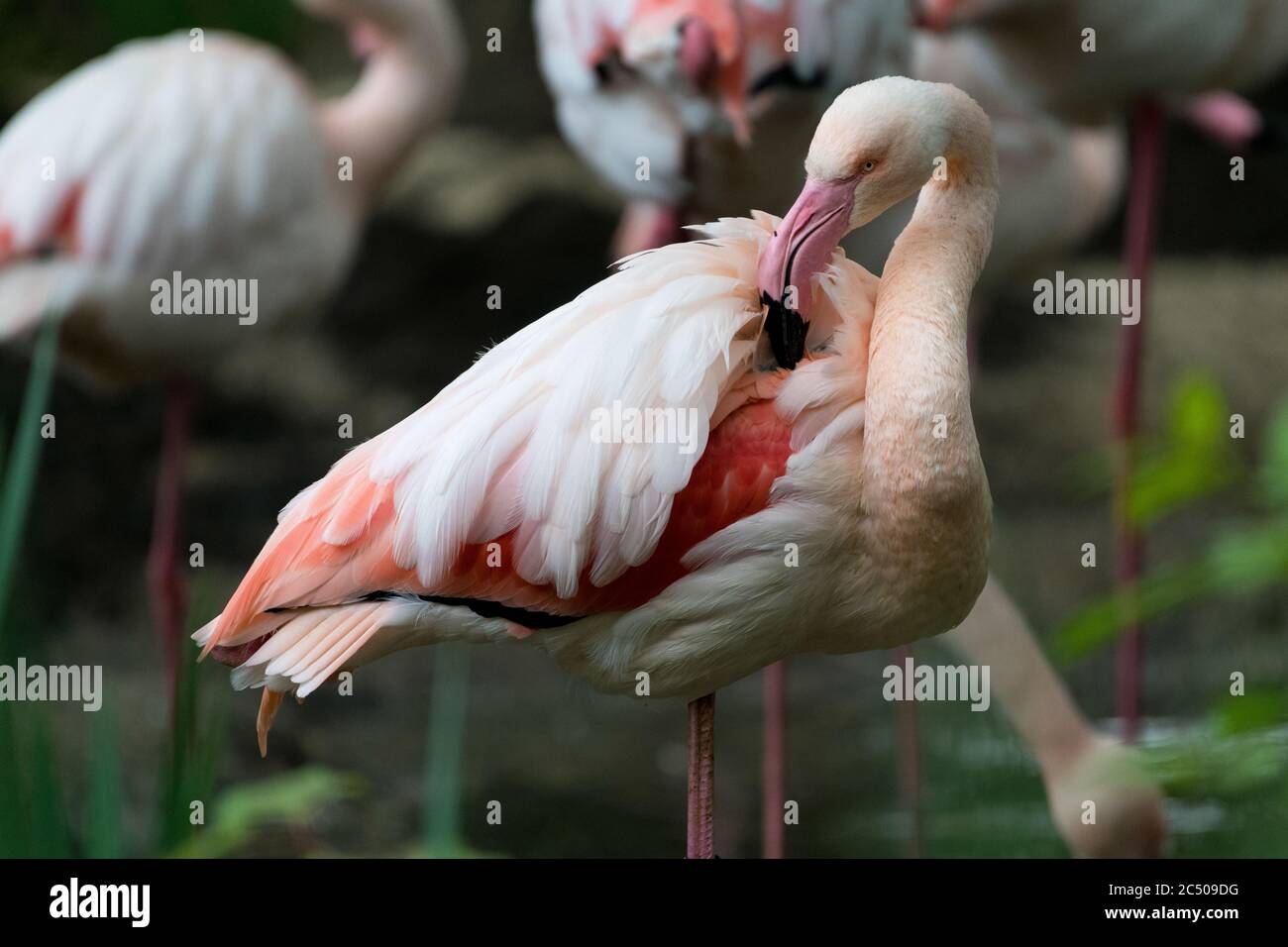 Beautiful flamingo in London zoo. Stock Photo