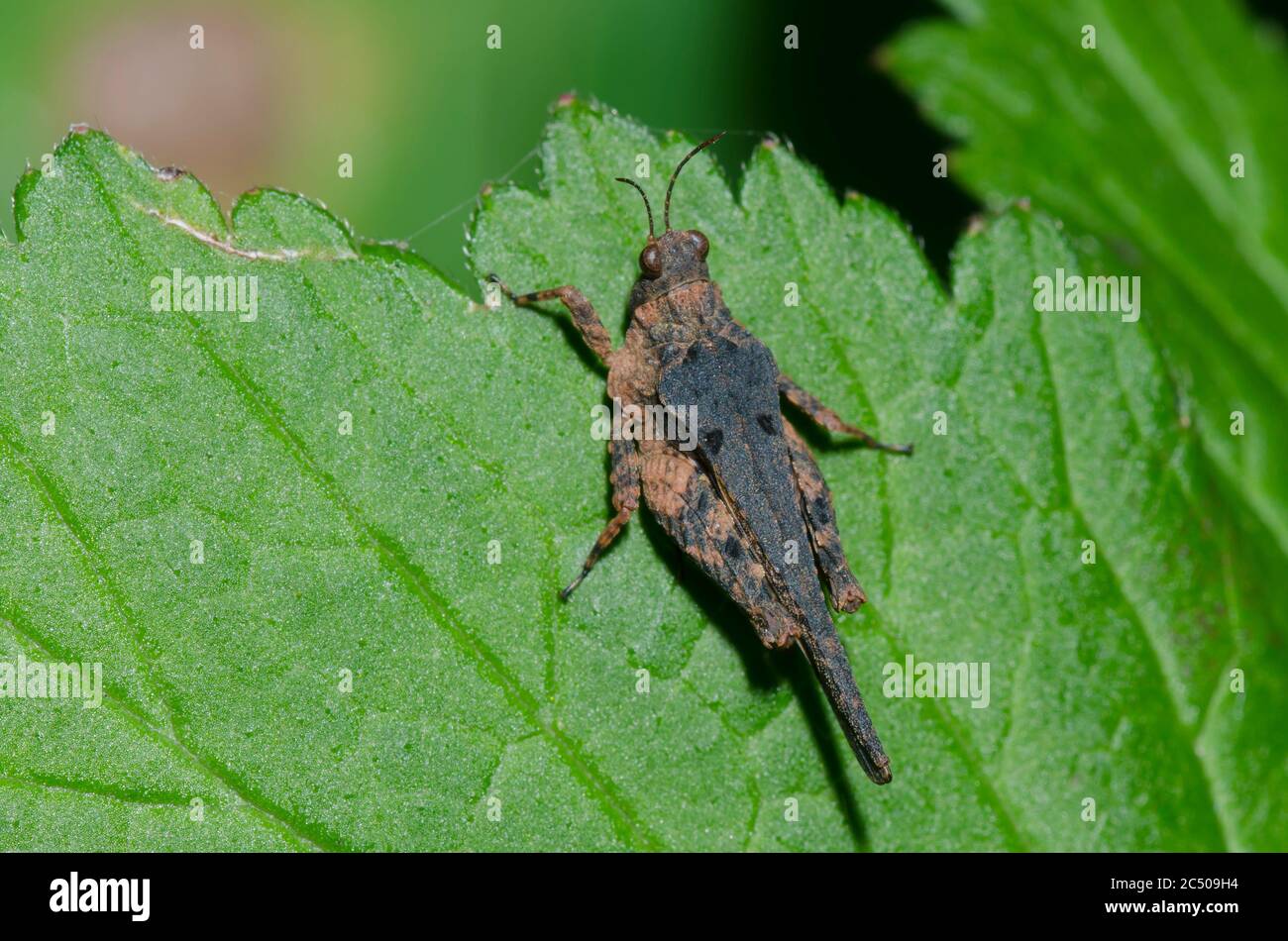 Obscure Pygmy Grasshopper, Tetrix arenosa Stock Photo