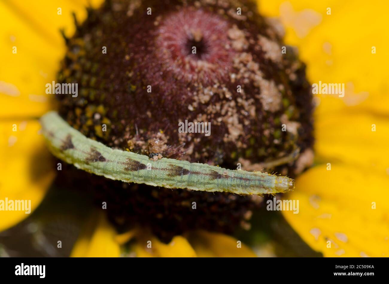 Common Eupithecia, Eupithecia miserulata, larva on black-eyed Susan, Rudbeckia hirta Stock Photo