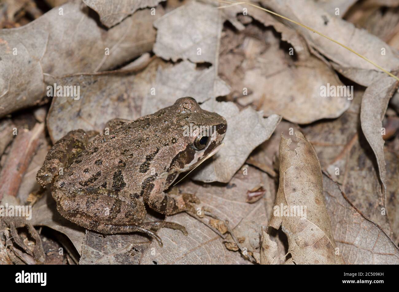 Strecker's Chorus Frog, Pseudacris streckeri, in leaf litter on forest floor Stock Photo