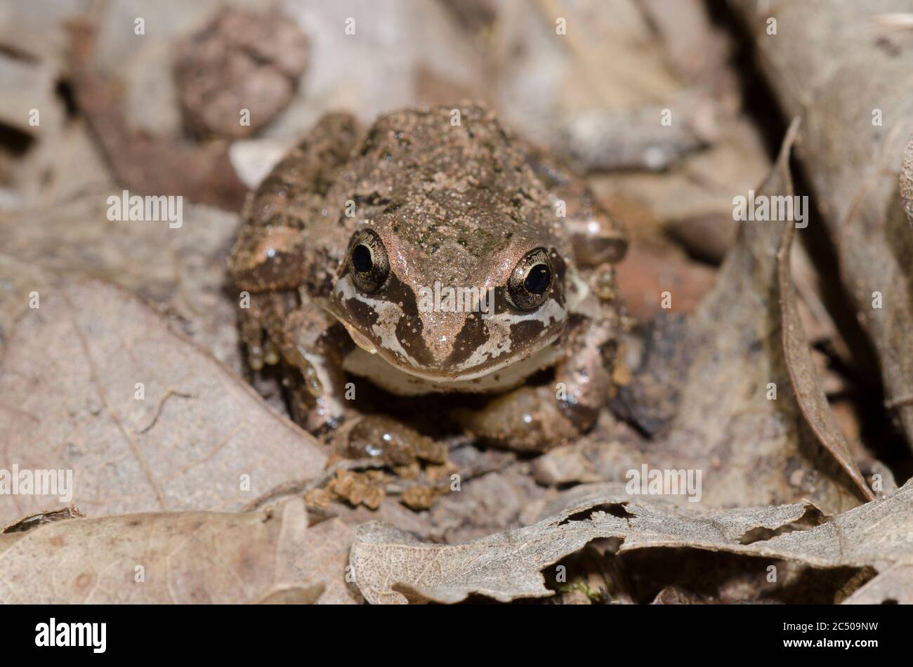 Strecker's Chorus Frog, Pseudacris streckeri, in leaf litter on forest floor Stock Photo
