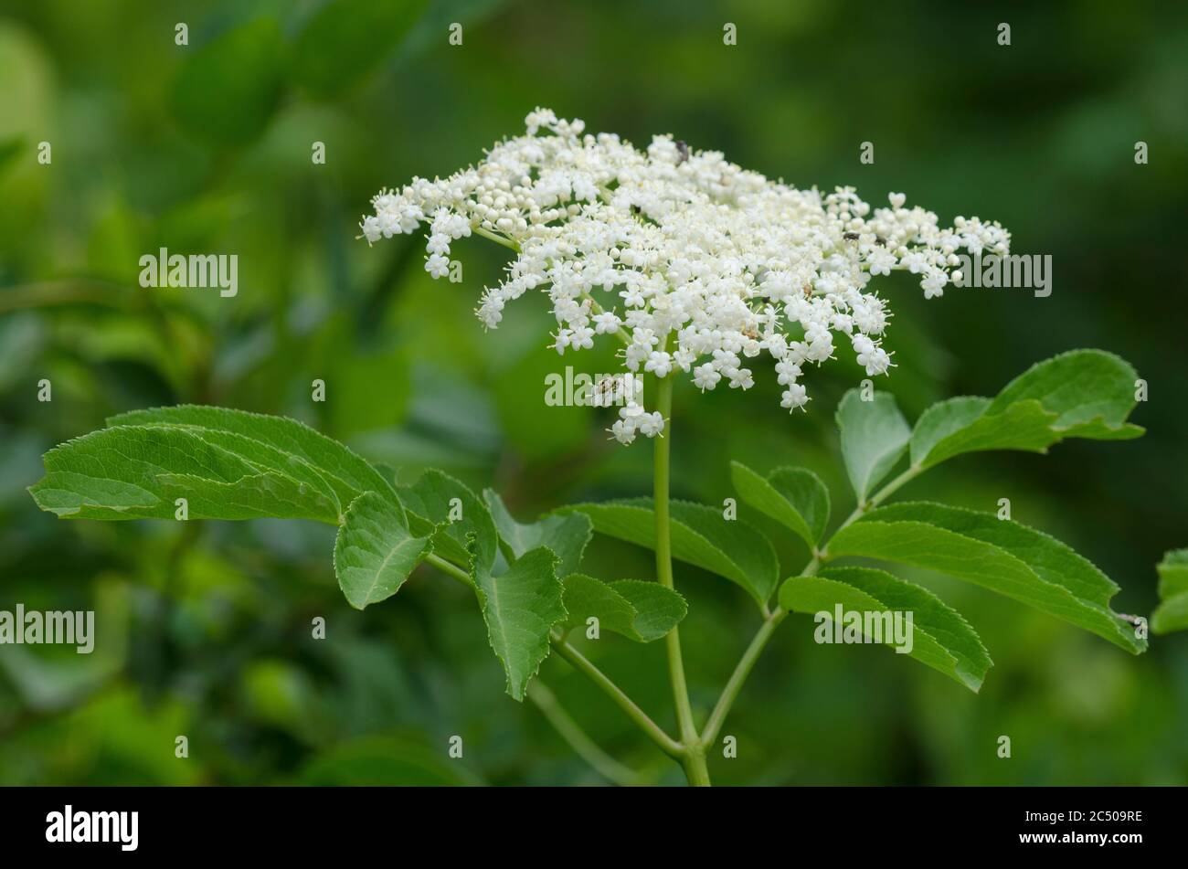 American Black Elderberry, Sambucus canadensis Stock Photo - Alamy