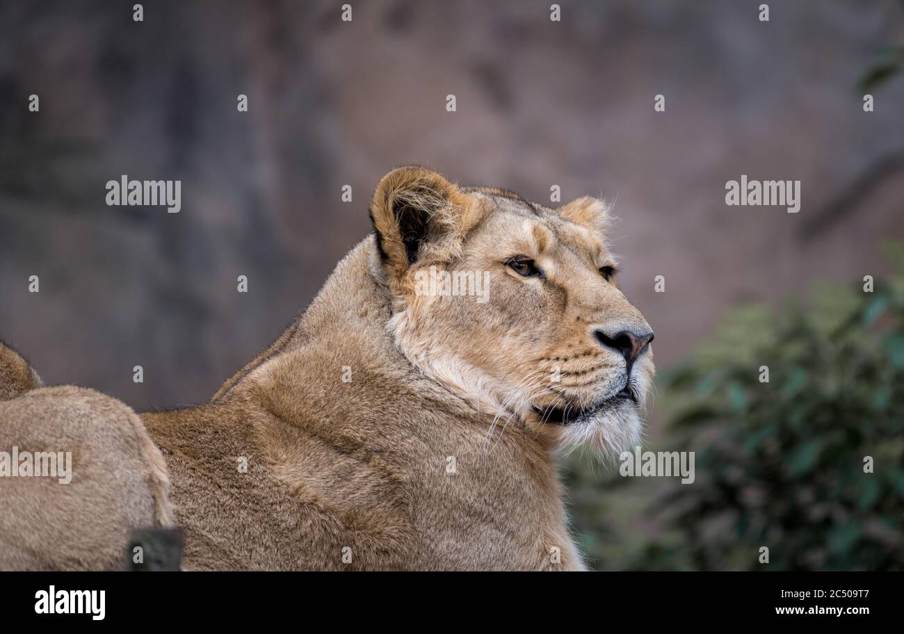 Beautiful female lion or lioness in London zoo. Stock Photo