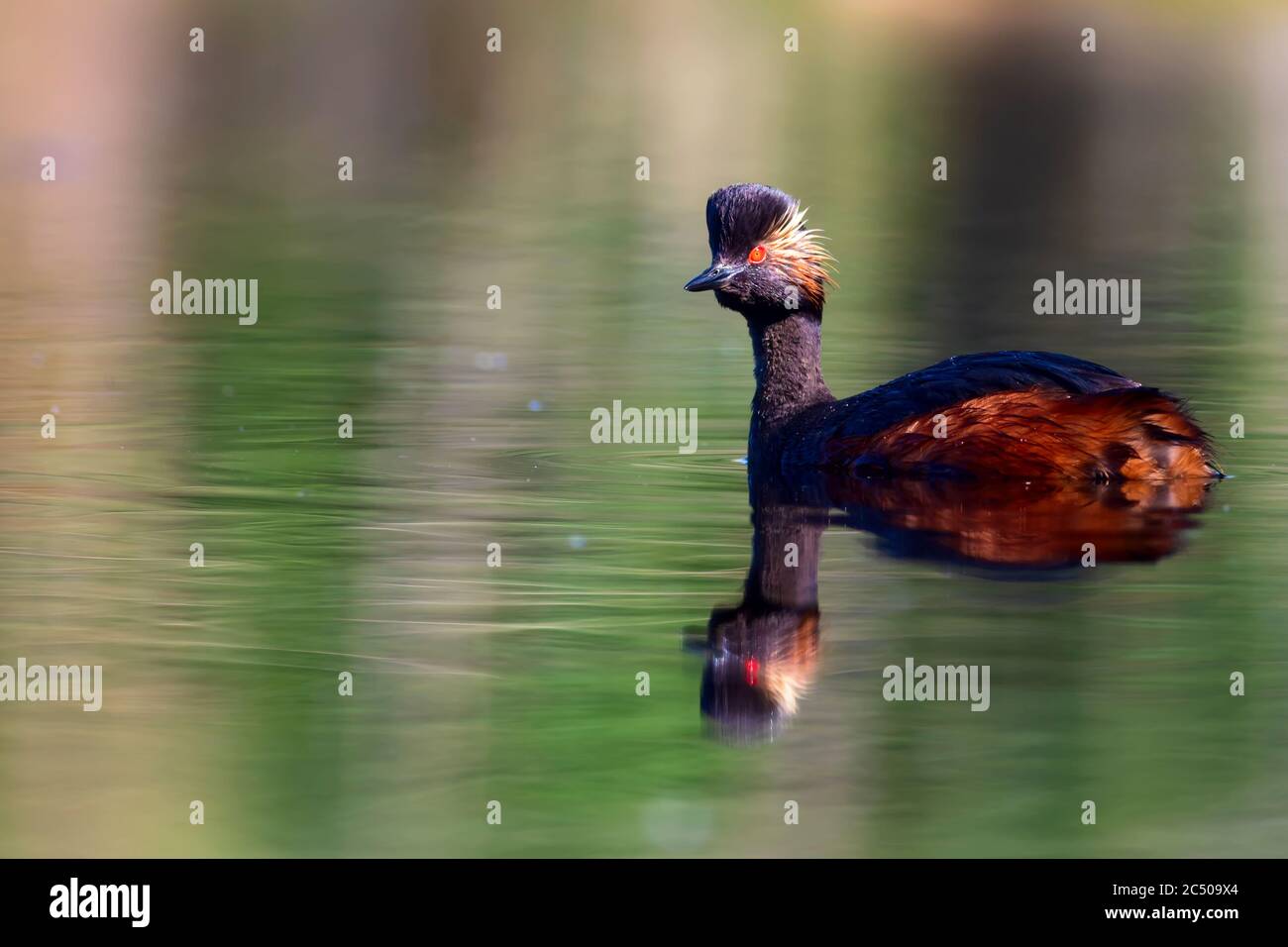 Swimming bird. Colorful water background. Bird: Black necked Grebe. Podiceps nigricollis. Stock Photo