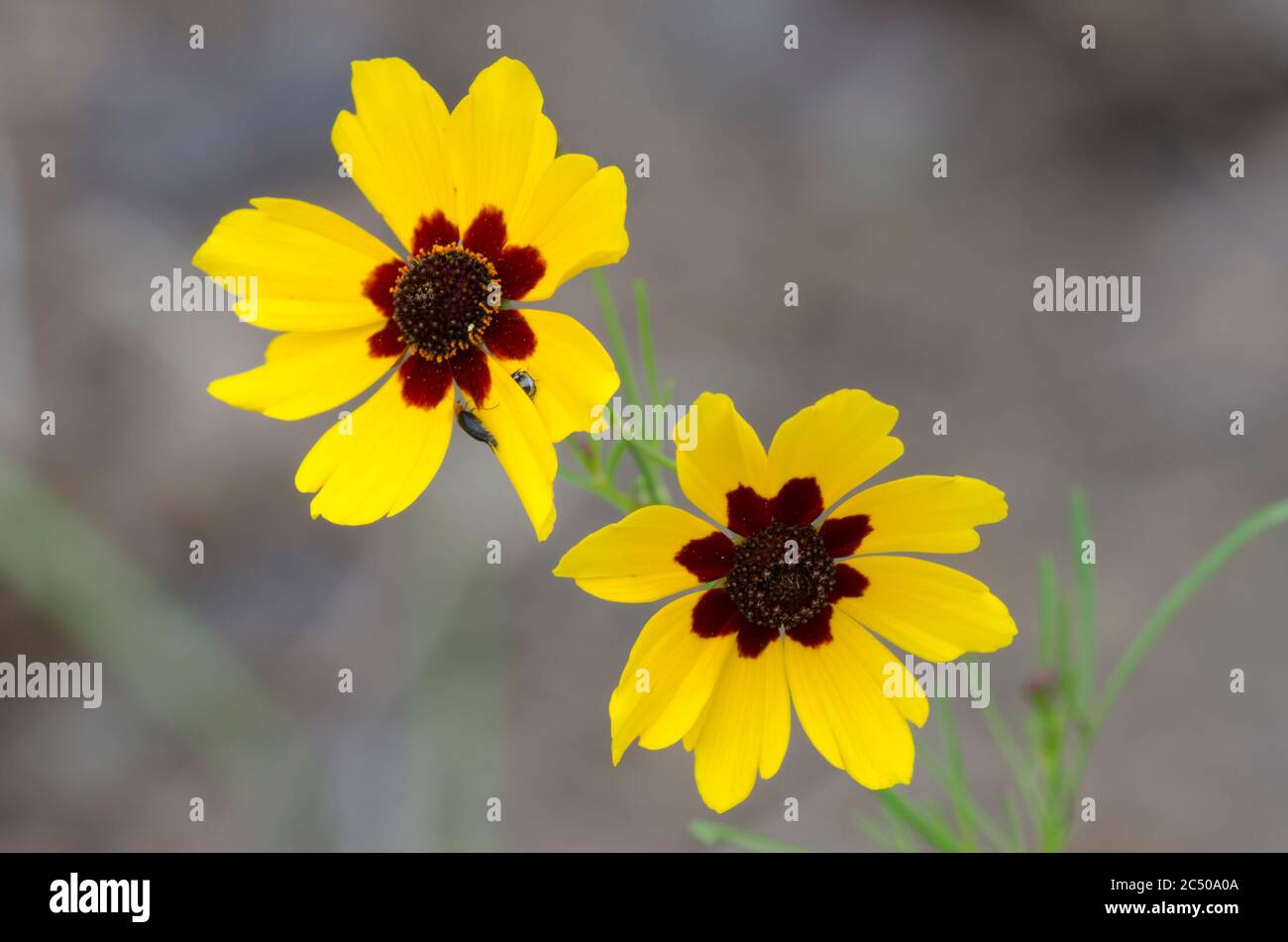 Plains Coreopsis, Coreopsis tinctoria Stock Photo - Alamy