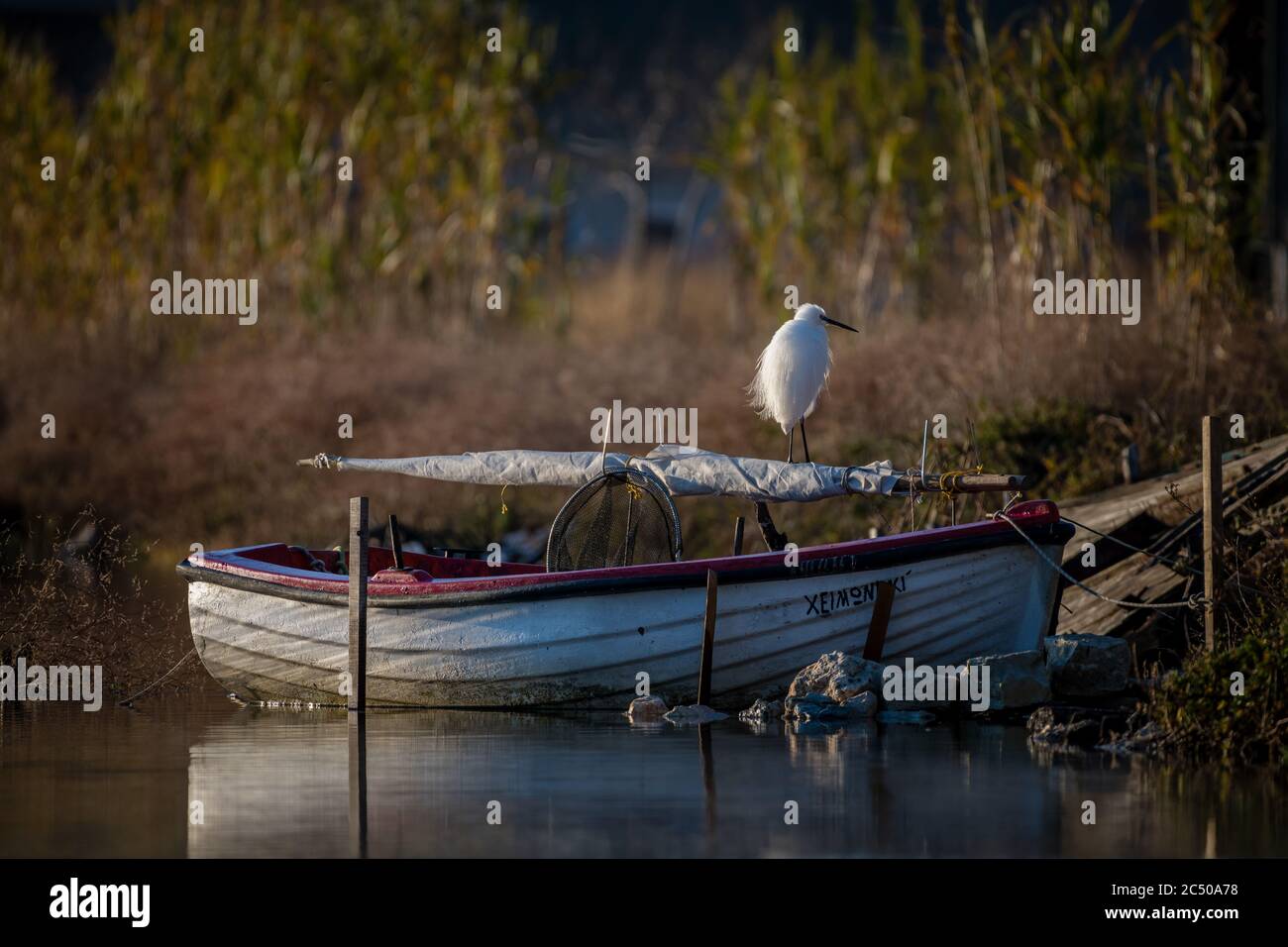 A egret or heron perching on the folded sail of a small boat highlighted by sunlight on the Greek island Lefkada. Stock Photo