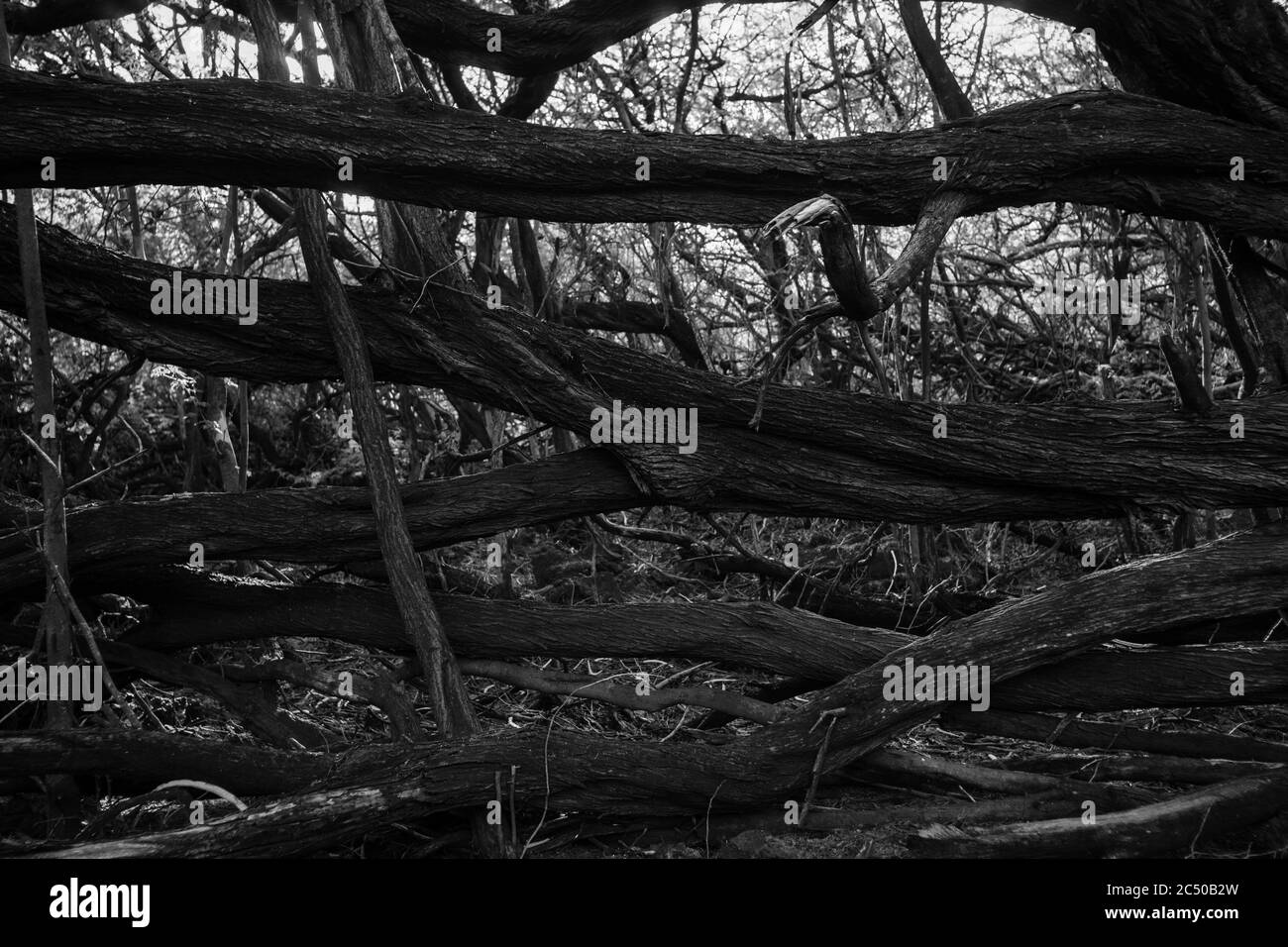Monochrome abstract dead tree lying horizontally in front tangled mess