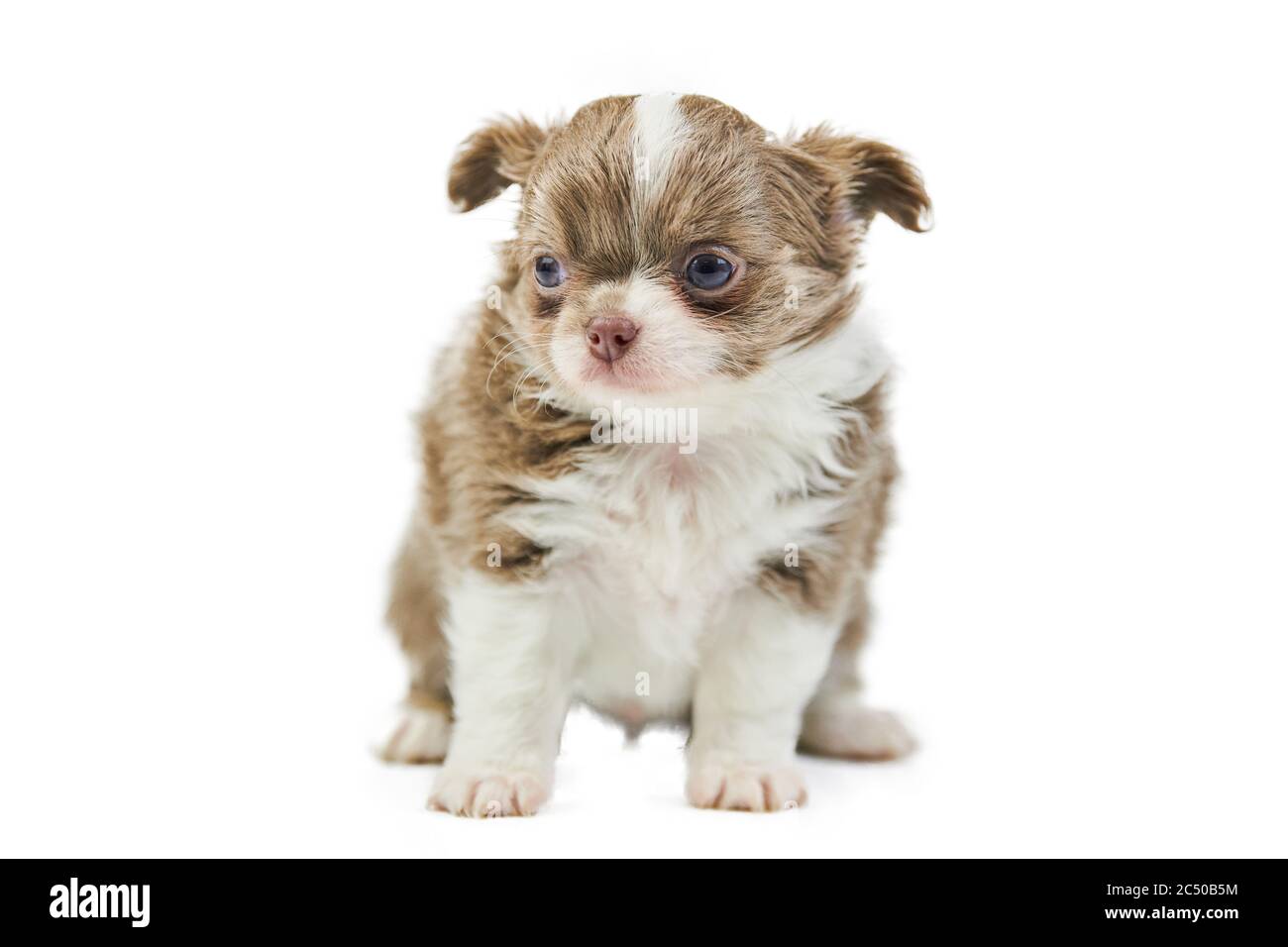 Chihuahua puppies, isolated. Little cute dog on white background ...