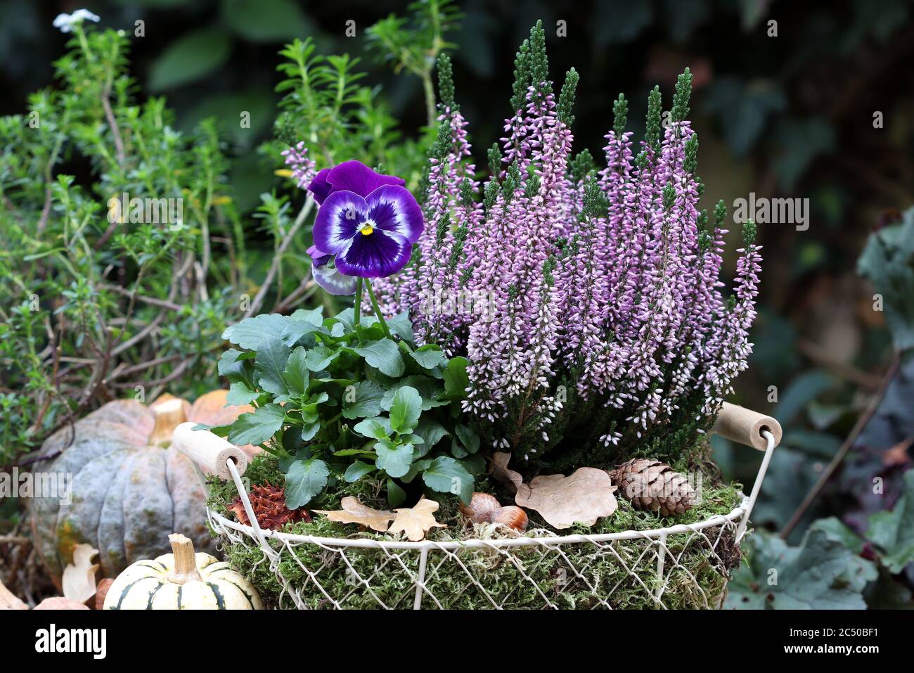 viola flower and heather flower in basket as autumn decoration Stock Photo