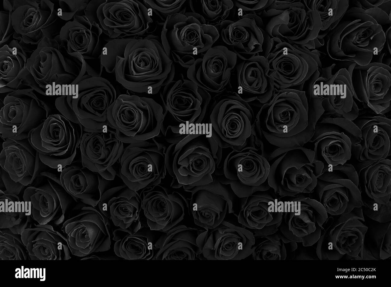 beautiful black roses. floral background Stock Photo Alamy