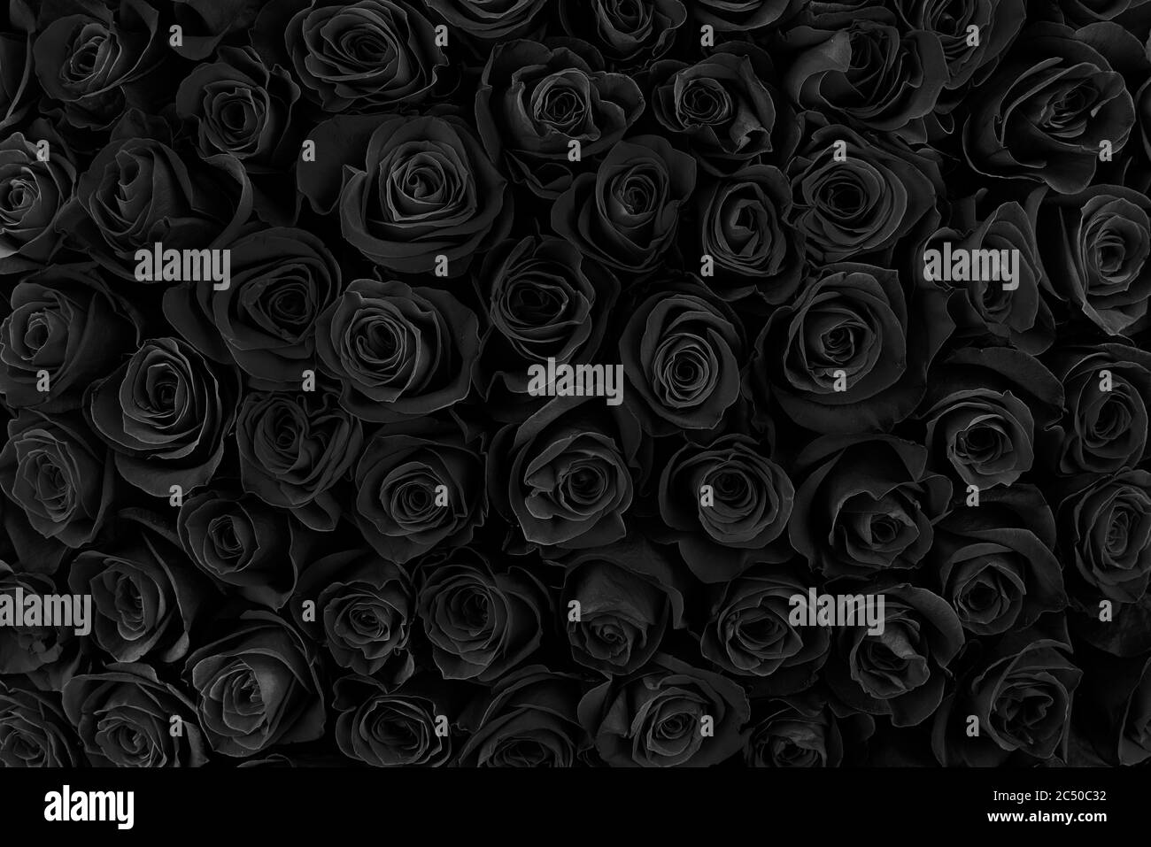 Many roses Black and White Stock Photos & Images - Alamy
