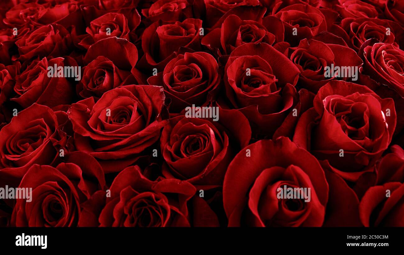 Natural Red Roses Background Color Of The Holiday Gift To A Woman Deep Red Color Stock Photo Alamy