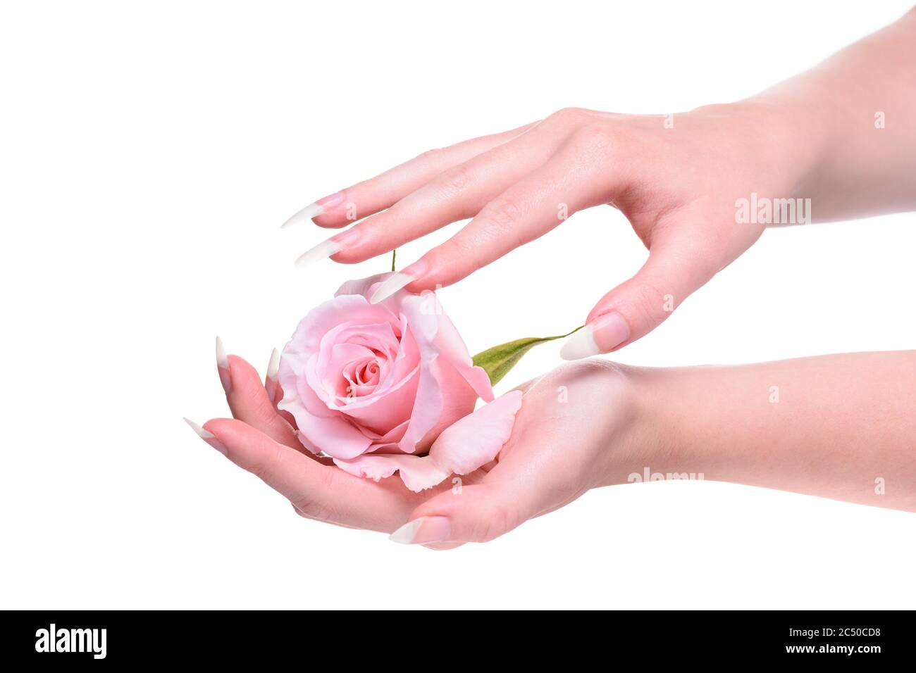 Hands girl with natural manicure. Natural manicure on hands white background. Girl's natural nails in pink rose petals.Rose flower in the hands girl. Stock Photo
