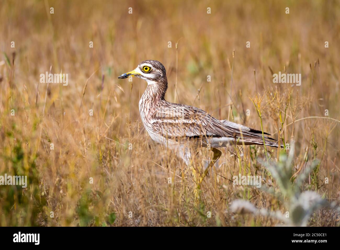 Nature and bird. Yellow green nature habitat background. Bird: Eurasian Stone curlew. Burhinus oedicnemus. Stock Photo