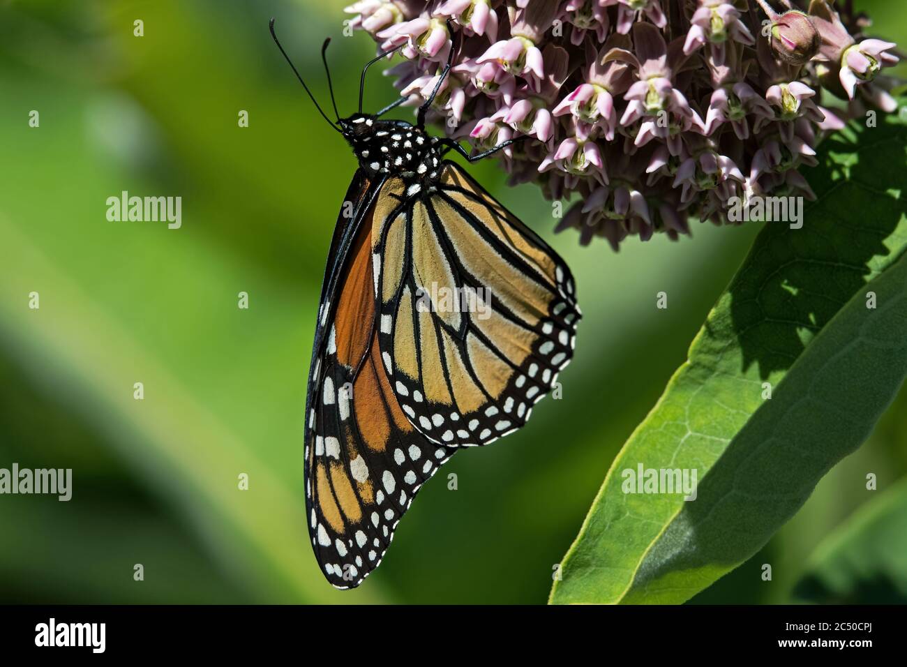 Monarch butterfly on the flower of the milkweed plant. The monarch is a