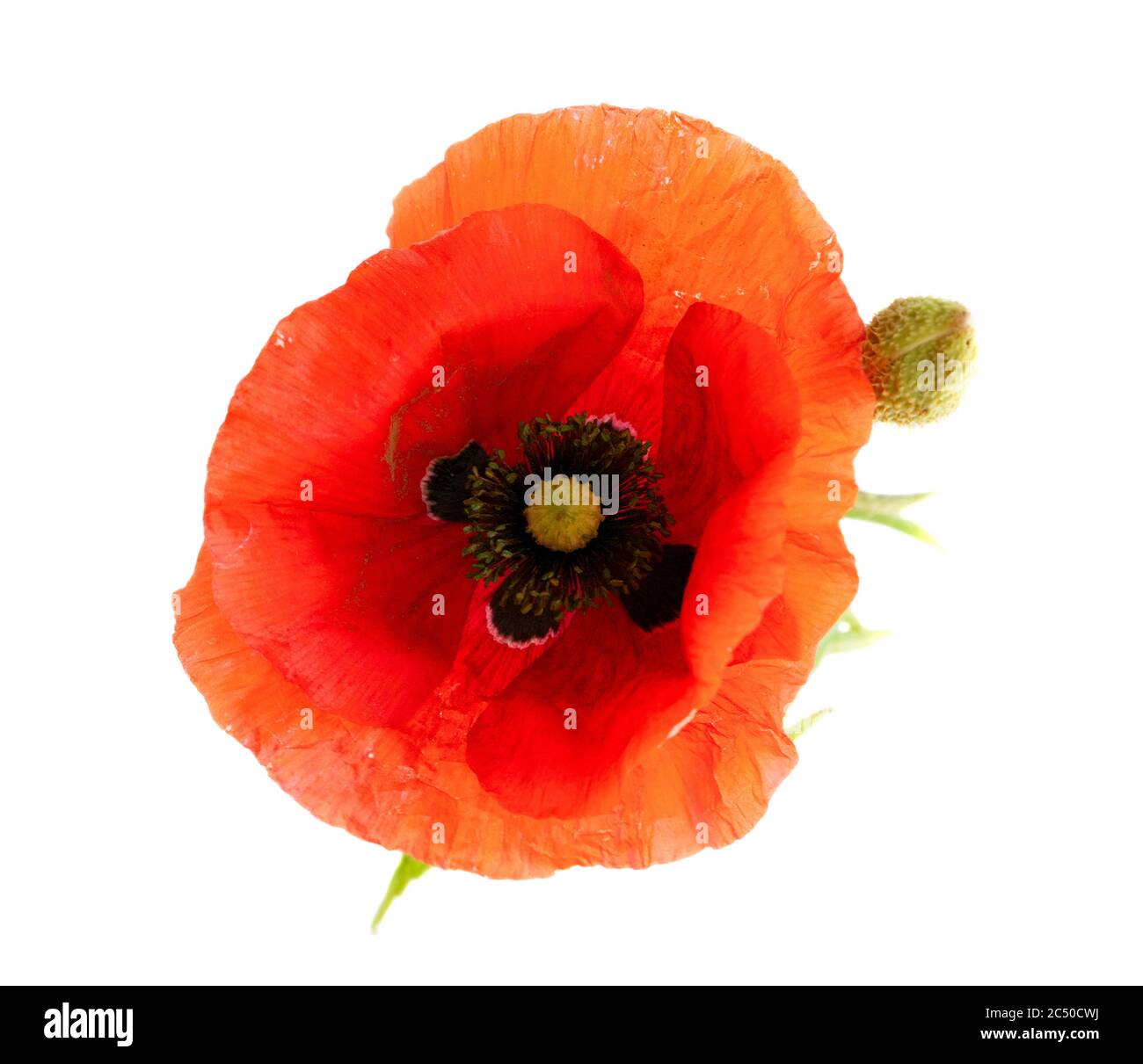 Wild flowers red poppies Cut Out Stock Images & Pictures - Alamy