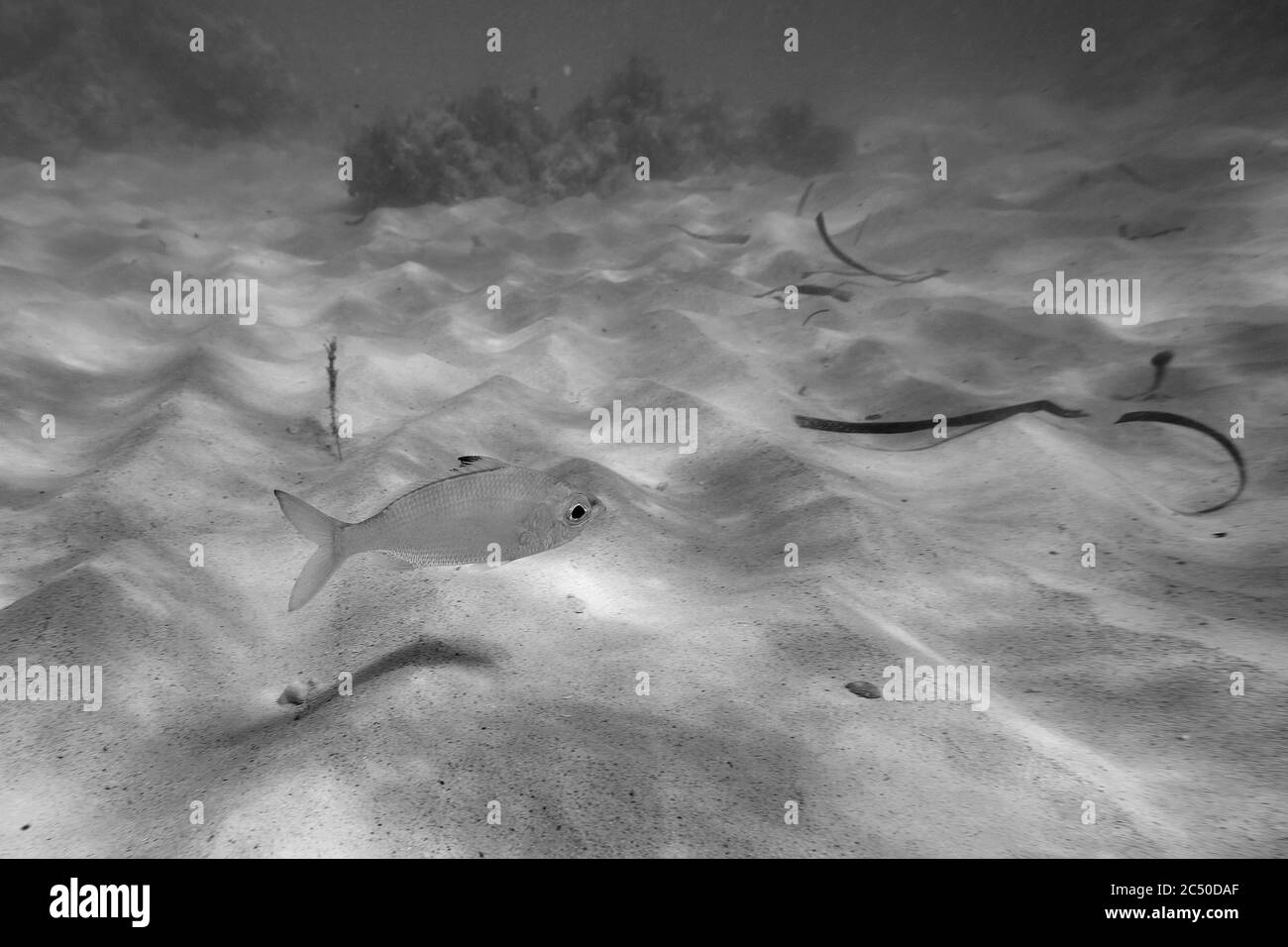 Underwater world. Tropical transparent ocean. Still Calm Sea Water
