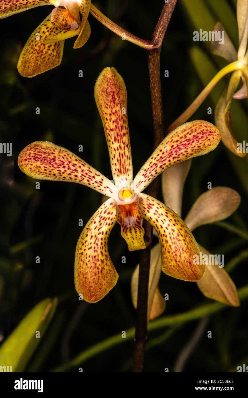 Aranda Orchid 'Deborah' (Arachnis hookeriana x Vanda lamellata) Stock Photo