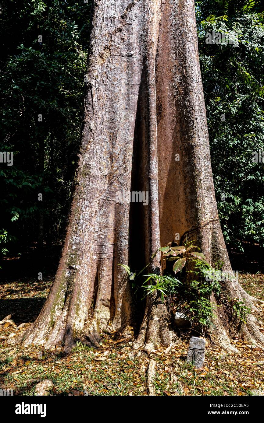 Heritage Tree Common Pulai (Alstonia angustiloba) on Pulau Ubin