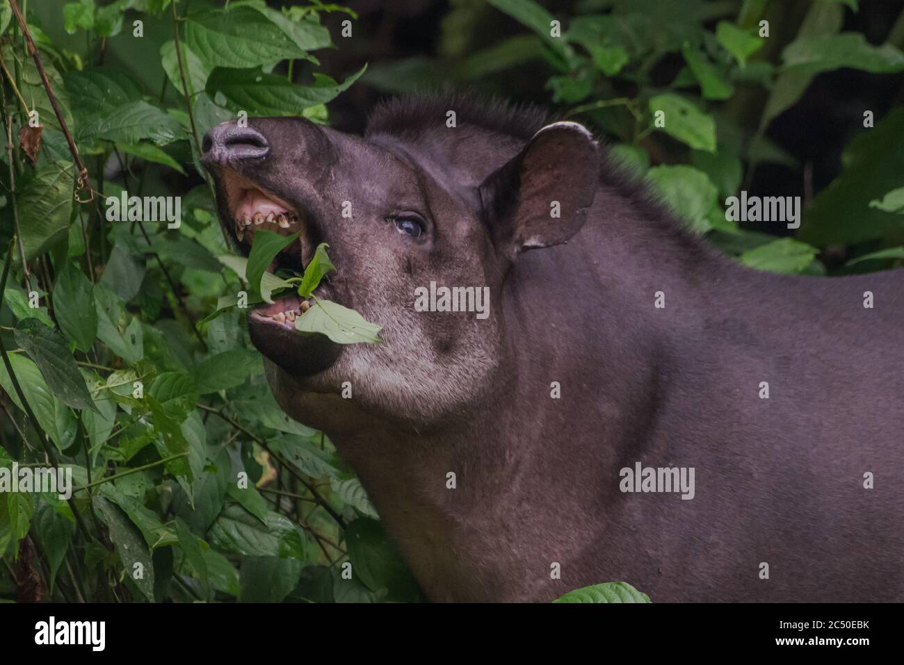A wild lowland tapir (Tapirus terrestris) feeding on plants in the Amazon jungle in Ecuador. Stock Photo