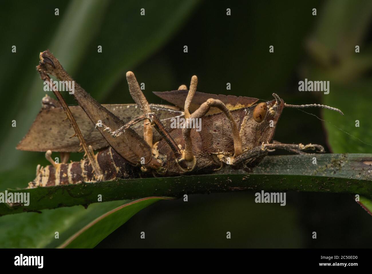 parasite hires stock photography and images Alamy