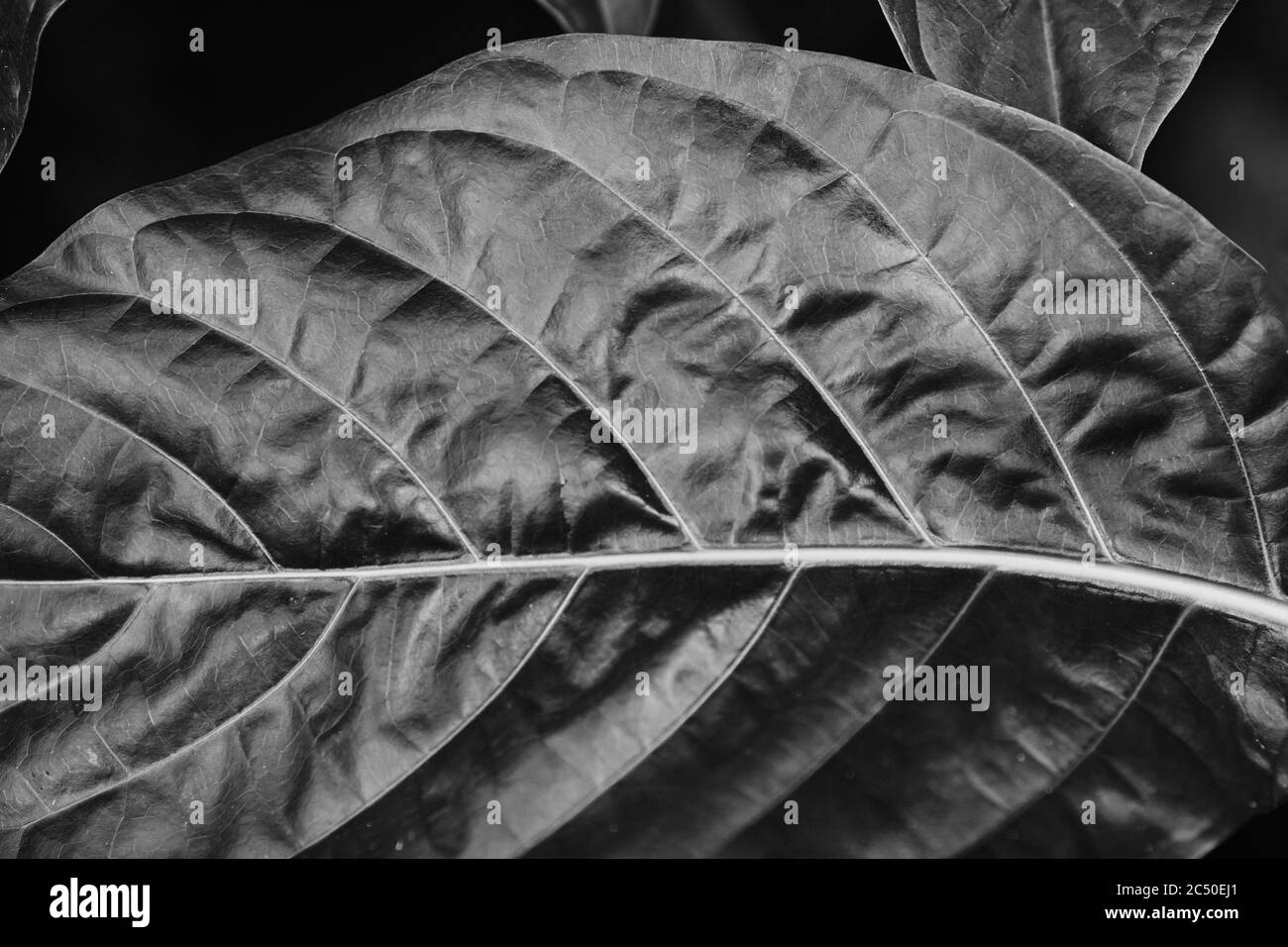 leaves of ficus. Aspidistra leaves. Beauty of tropical plants. Stock Photo