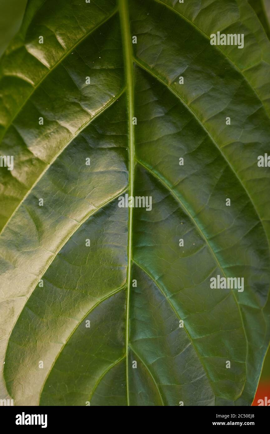 leaves of ficus. Aspidistra leaves. Beauty of tropical plants. Stock Photo