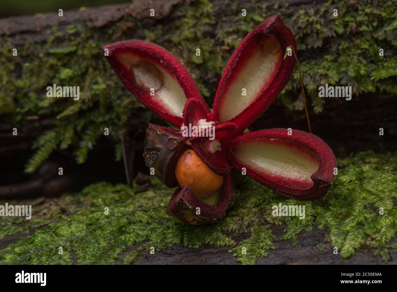 A tropical seed pod sits on the forest floor in Yasuni rainforest in Ecuador. Stock Photo
