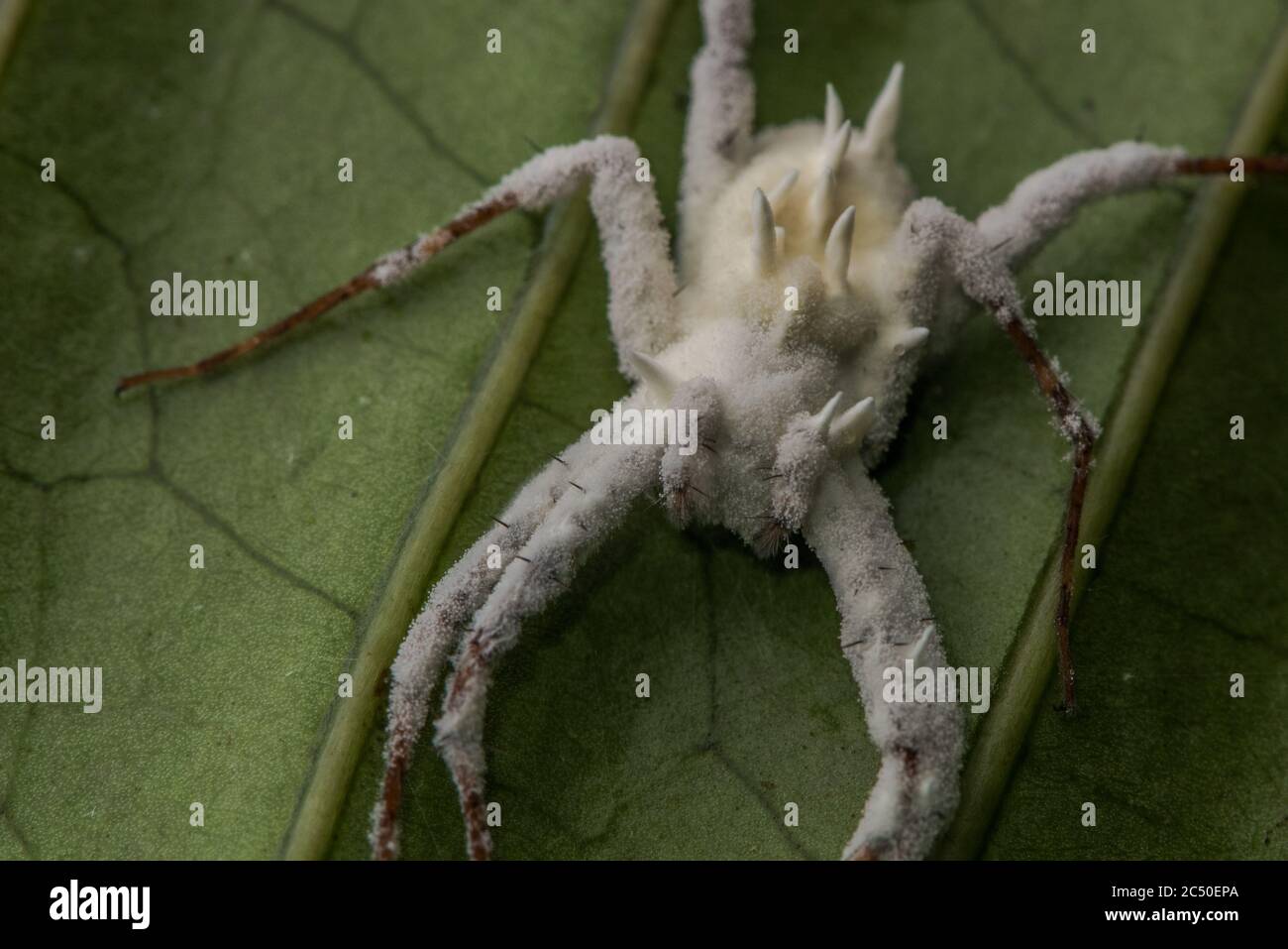 A spider that was taken over and killed by a parasitic fungus in the Amazon rainforest. Stock Photo