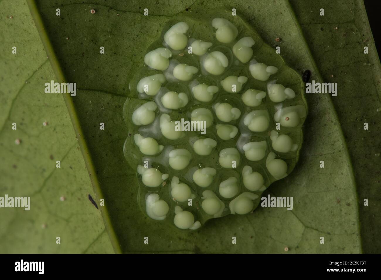 The eggs of a glass frog develop on the underside of a leaf in a rainforest in Ecuador. Stock Photo