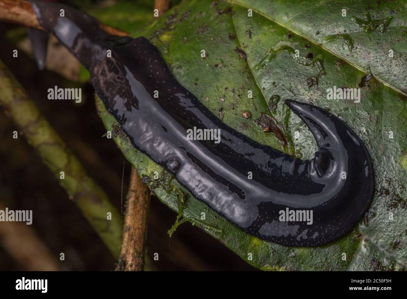 A neotropical land planarian on a leaf at night in the Ecuadorian rainforest. Stock Photo
