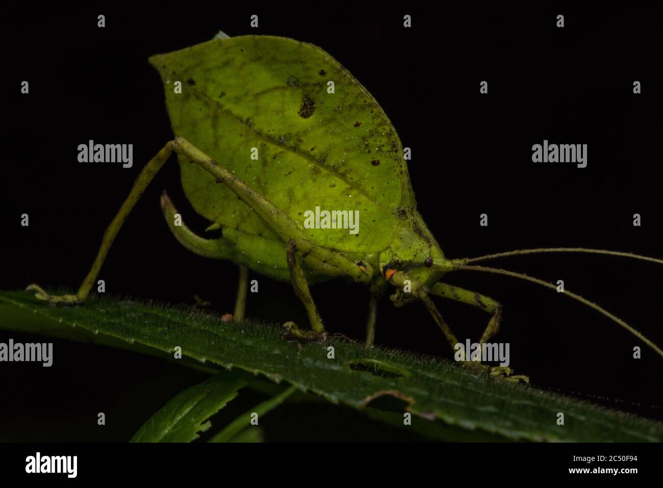 A katydid that convincingly mimics a leaf in order to evade predators. Stock Photo