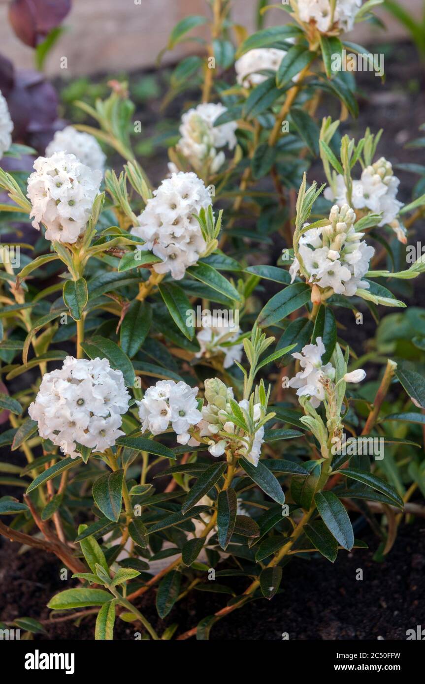 Group of flowers of dwarf Rhododendron Arctic Tern. A long lasting pure