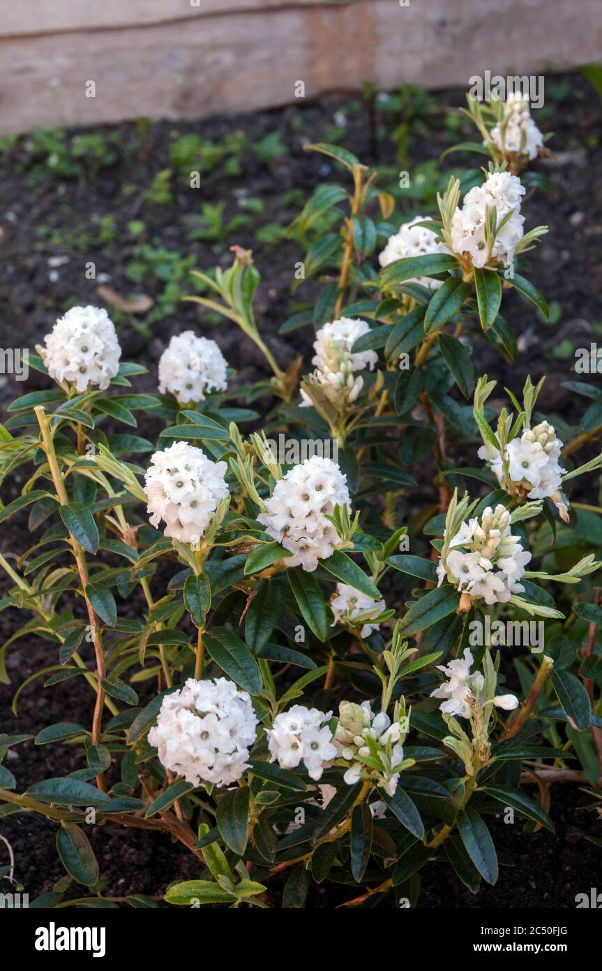 Group of flowers of dwarf Rhododendron Arctic Tern. A long lasting pure