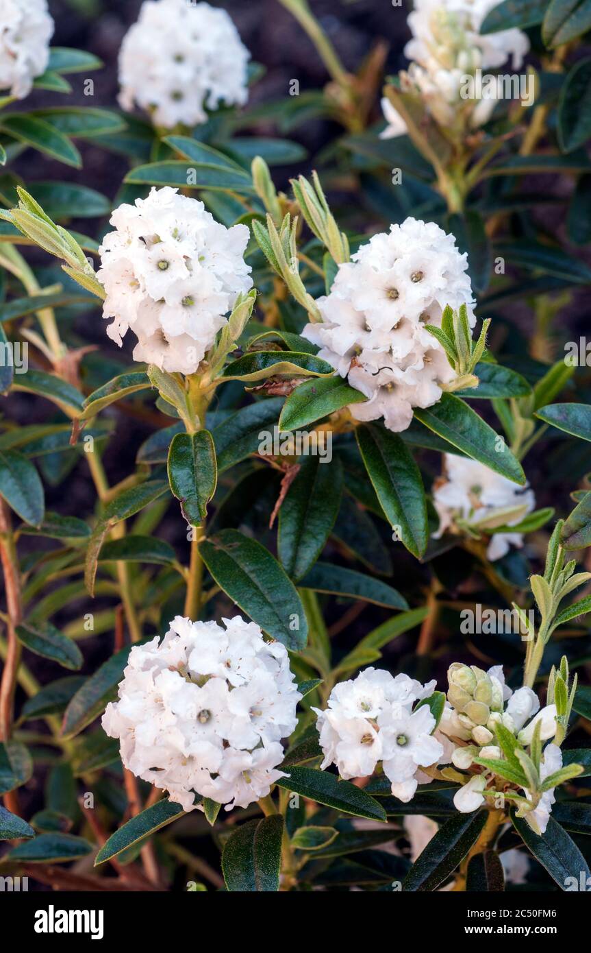 Close up of dwarf Rhododendron flower Arctic Tern. A long lasting pure