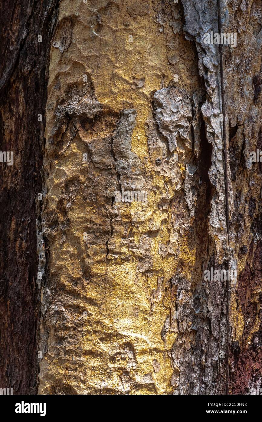 Bark of Copaiba Balsam Tree (Copaifera officinalis) Stock Photo