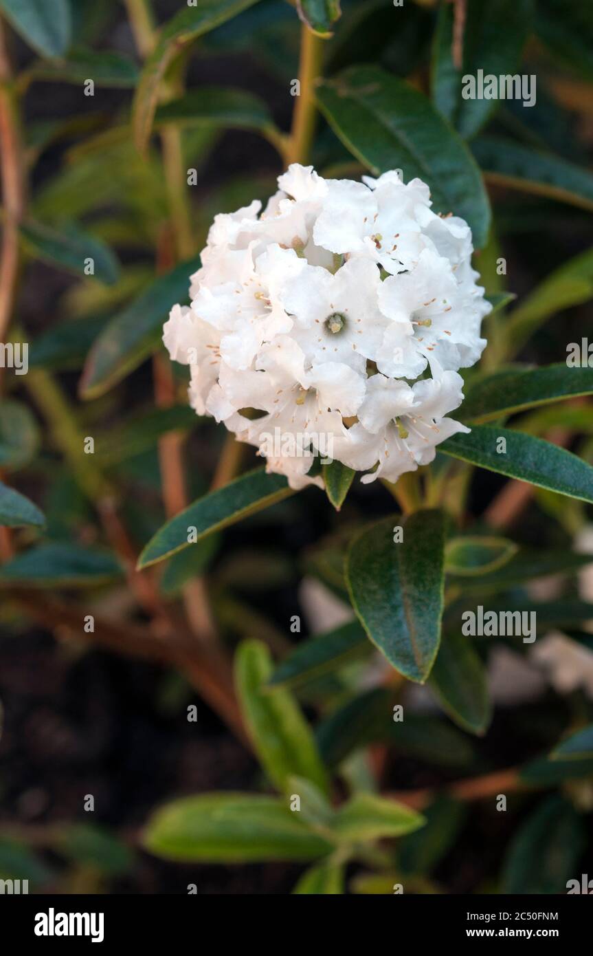 Close up of dwarf Rhododendron flower Arctic Tern. A long lasting pure