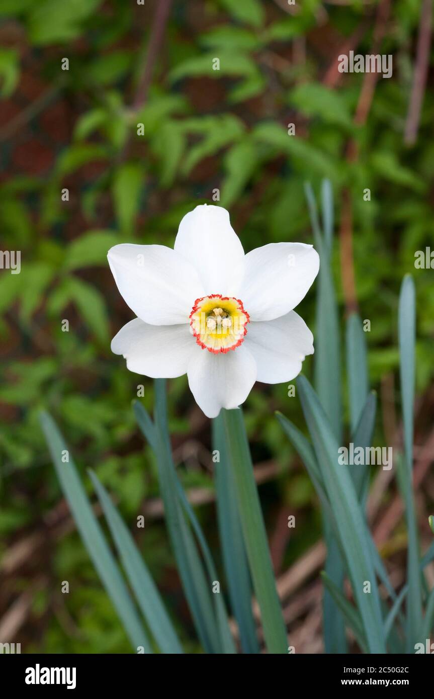 Single Narcissus Pheasants Eye in spring. Poeticus recurvus is a white Narcissi with a small yellow & red corona. A Poeticus daffodil division 9. Stock Photo