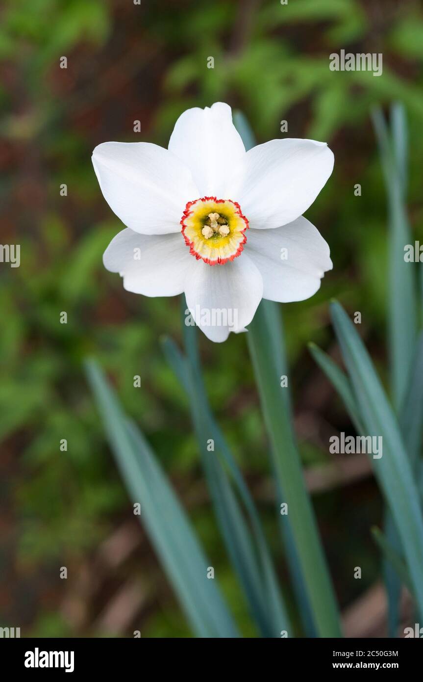 Single Narcissus Pheasants Eye in spring. Poeticus recurvus is a white Narcissi with a small yellow & red corona. A Poeticus daffodil division 9. Stock Photo