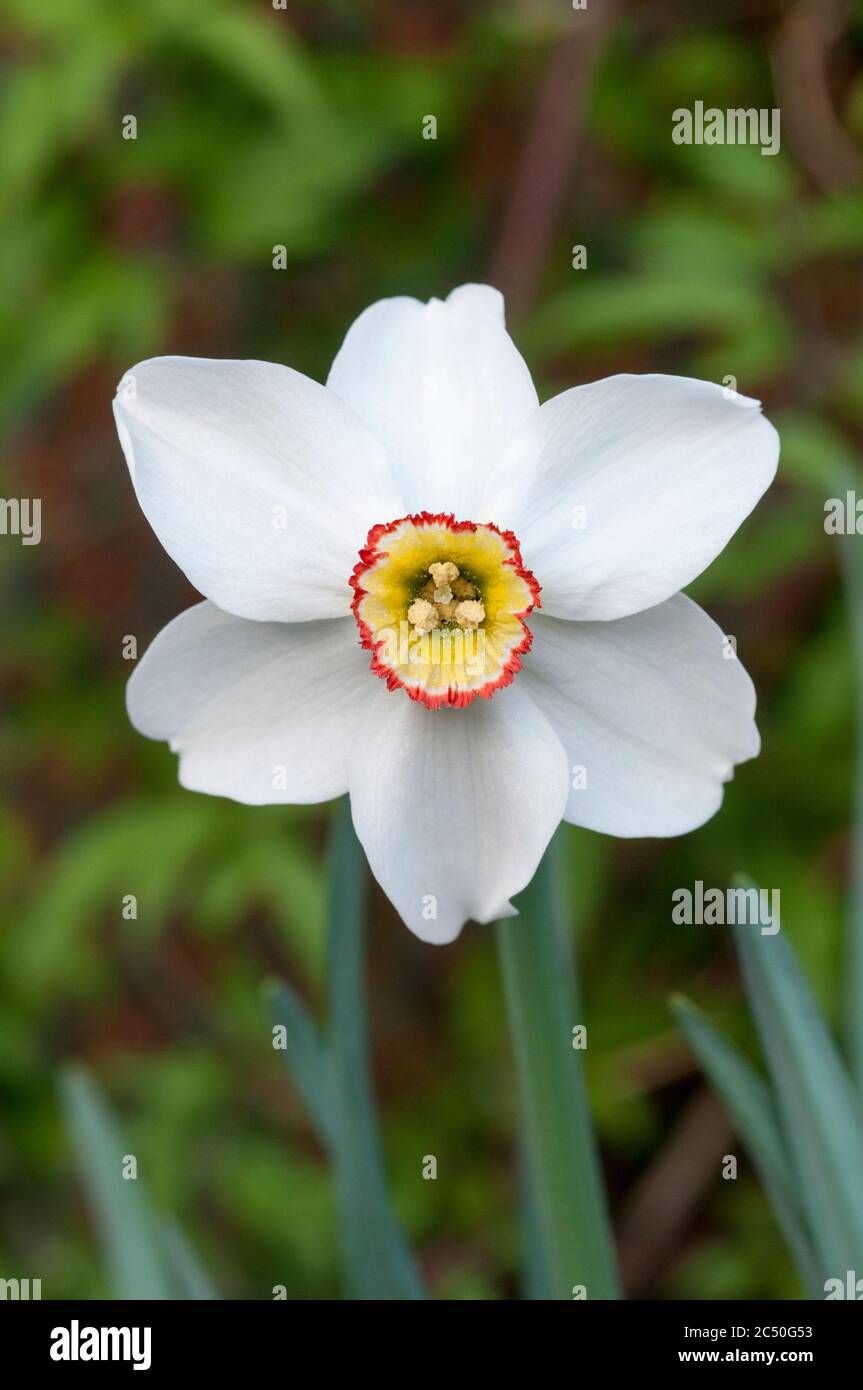 Close up of Narcissus Pheasants Eye in spring. Poeticus recurvus is a white Narcissi with a small yellow & red corona. A Poeticus daffodil division 9. Stock Photo