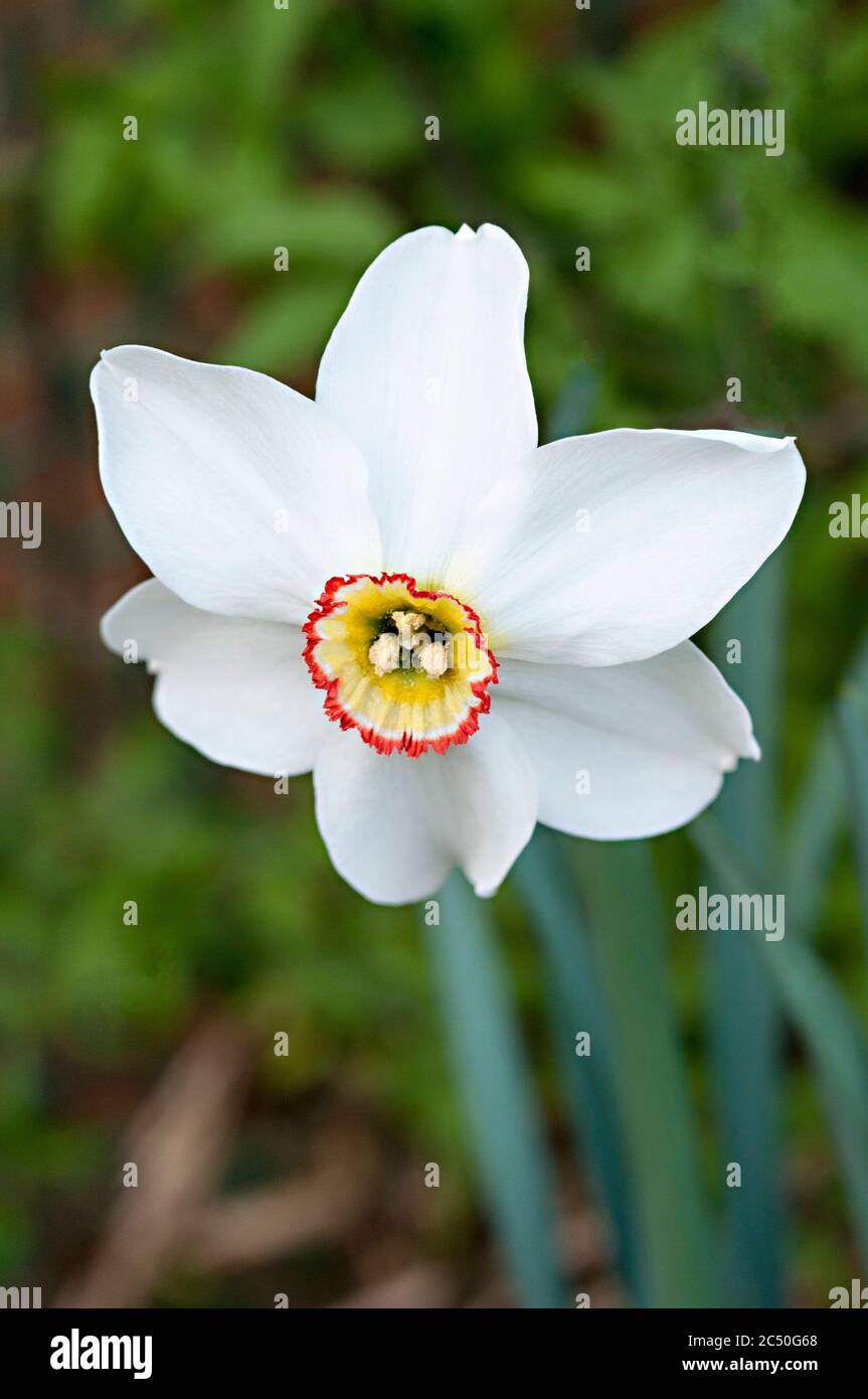 Close up of Narcissus Pheasants Eye in spring. Poeticus recurvus is a white Narcissi with a small yellow & red corona. A Poeticus daffodil division 9. Stock Photo