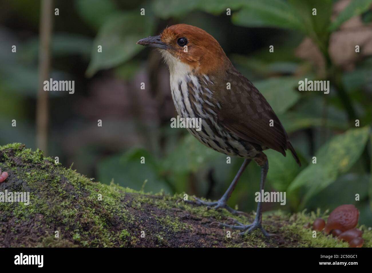 A chestnut crowned antpitta (Grallaria ruficapilla) a shy secretive bird from cloud forest in the Andes of South America. Stock Photo