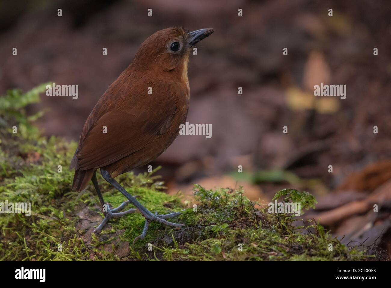 The rufous antpitta (Grallaria rufula) a rarely seen bird from the tropical forests of South America. Stock Photo