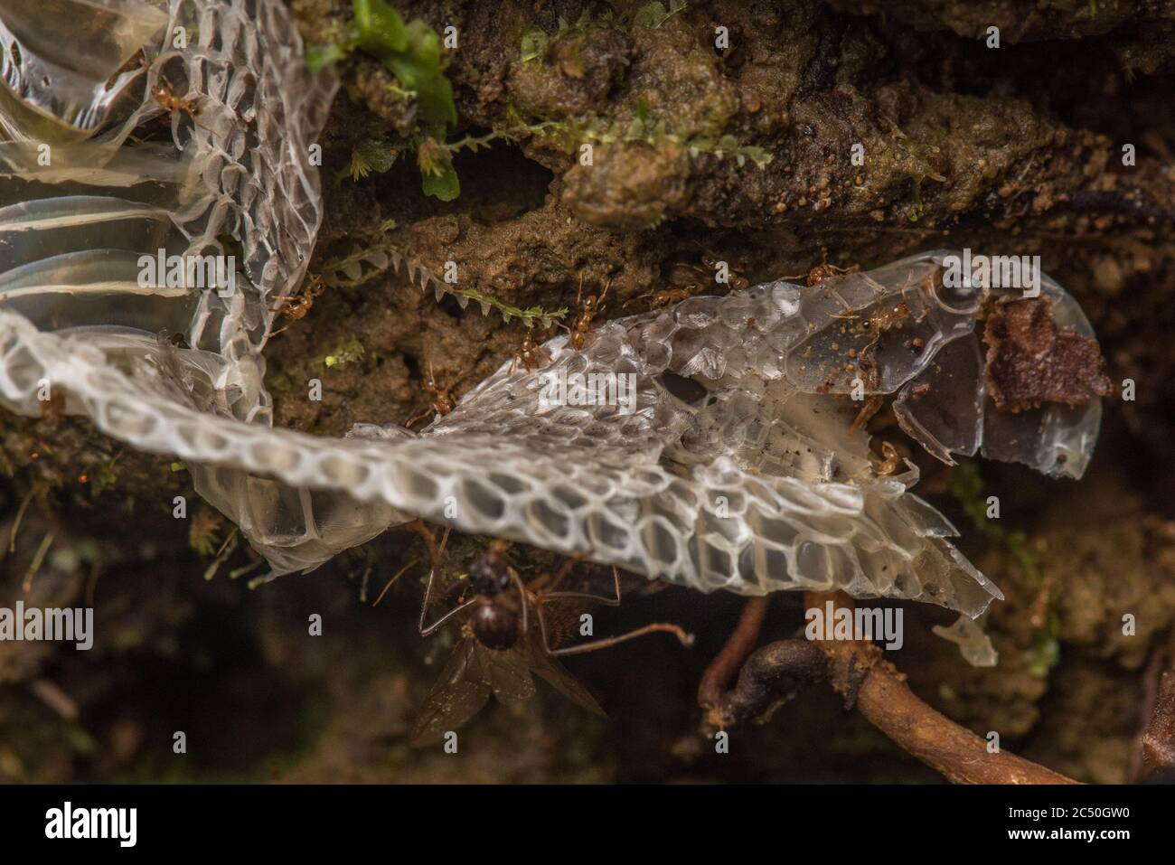 A shed snake skin on the forest floor in the Ecuadorian Amazon rainforest. Stock Photo