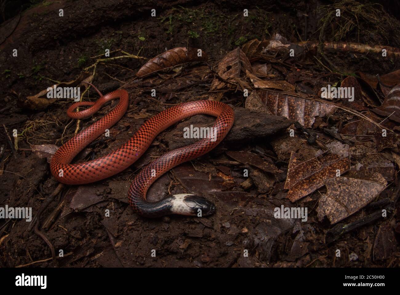 A black collared snake slithering across the forest floor in the Ecuadorian rainforest. Stock Photo