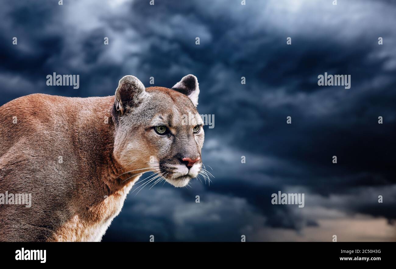 Portrait of a cougar, mountain lion, puma, panther, striking a pose on a  fallen tree, winter mountains, against the background of storm clouds Stock  Photo - Alamy