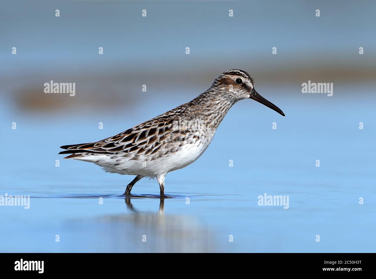 broad-billed sandpiper (Calidris falcinellus, Limicola falcinellus), Adult Broad-billed Sandpiper standing in shallow water, France, Hyeres Stock Photo