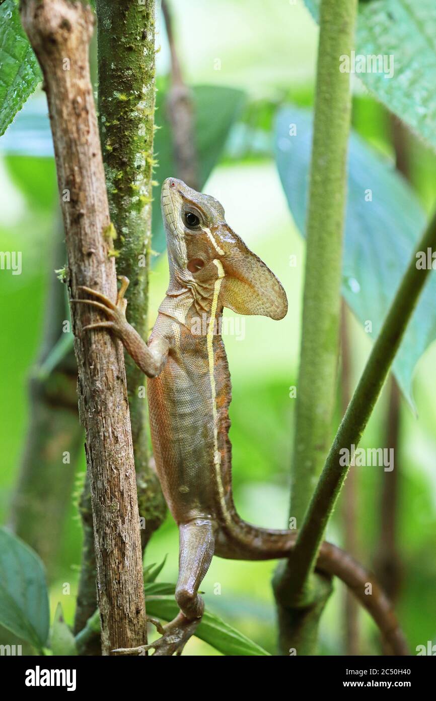 Brown basilisk, Striped Basilisk, Yellowstriped Basilisk, Jesus Christ