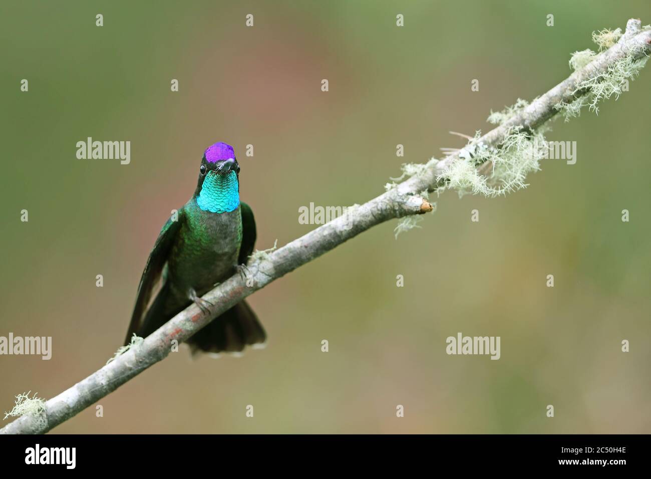 Talamanca hummingbird (Eugenes spectabilis), male perching on a twig, front view, Costa Rica, Los Quetzales National Park Stock Photo