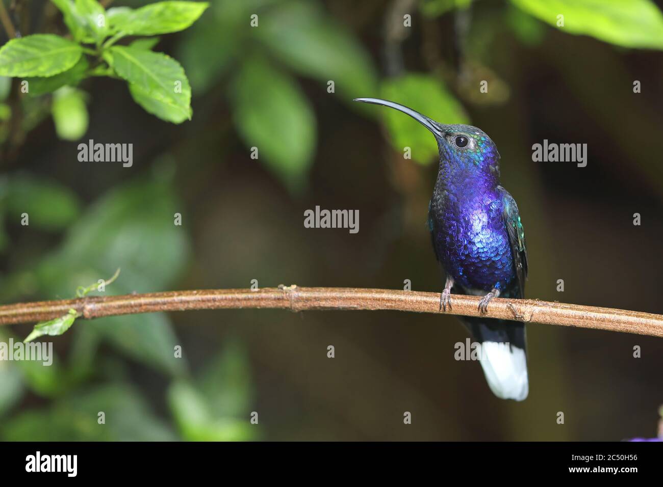 violet sabrewing (Campylopterus hemileucurus), male perched on a branch, Costa Rica, Monteverde Stock Photo